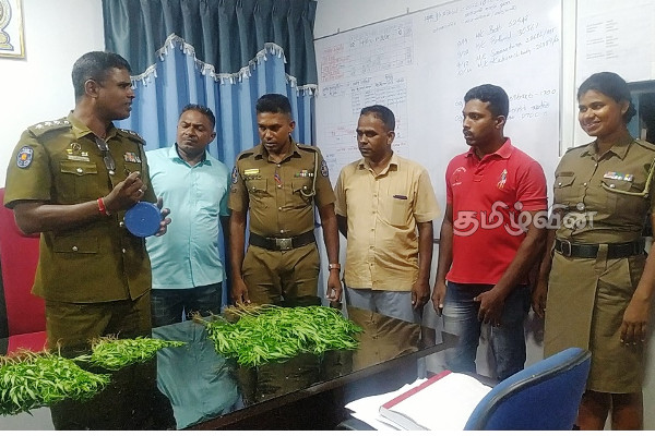 அம்பாறையில் சூட்சுமமான முறையில் கஞ்சா செடி வளர்ப்பு:ஒருவர் கைது (Video) | Aman Arrested Cultivating Cannabis Plants Amparai