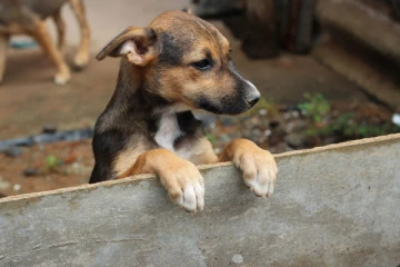 தெற்கில் வளர்ப்பு பிராணிகளால்  பீதியில் மக்கள்!