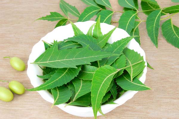 காலை வெறும்வயிற்றில் கசப்பான இரண்டு வேப்பிலை சாப்பிடுங்க.. கண்கூடாக தெரியும் அதிசயம் | Empty Stomach Neem Leaf Eating Benefits