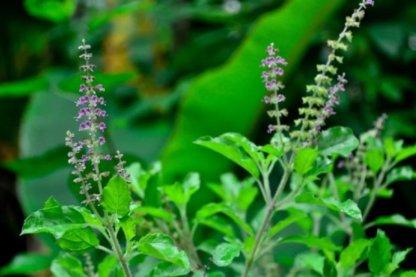 துளசி செடி செழிப்பாக வளர வேண்டுமா - இதோ ஈஸி டிப்ஸ் | How To Grow Tulsi Plant At Home Easy Tips Tamil