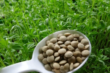 ලංකාවේ පරිප්පු වගා කරන්න බැරි ඇයි ?