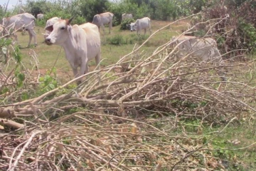 மட்டக்களாப்பில் வாயில்லா ஜீவன்கள் மீது துப்பாக்கி பிரயோகம்