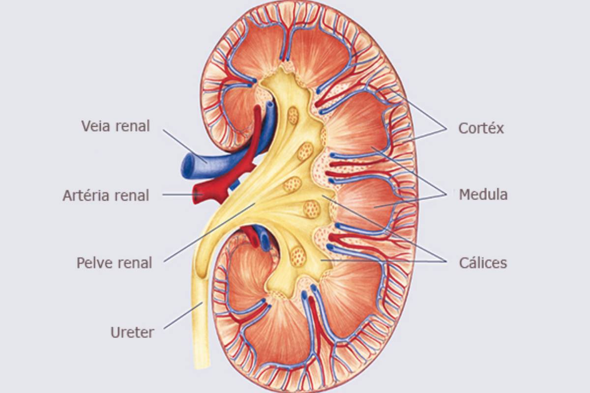 சிறுநீரகங்களைச் சுத்தப்படுத்தும் இயற்கை வழிகள் | How To Clean Kidney Naturally At Home