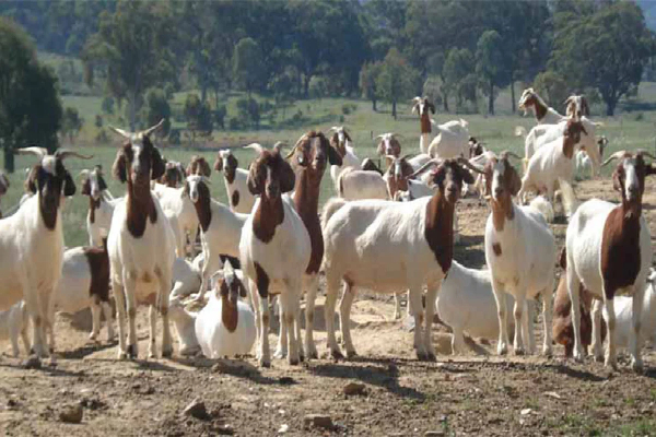 வேலையில்லாத இளைஞர்களுக்கு இலவச ஆடுகள் | Free Goats For Unemployed Youth