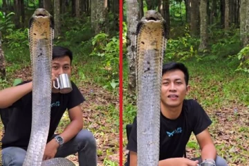 ராஜ நாகத்துடன் அமர்ந்து அசால்ட்டாக தேனீர் பருகும் நபர்... பகீர் கிளப்பும் காட்சி