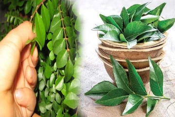 கறிவேப்பிலையை தவறியும் கையில் கொடுக்காதீர்கள் - ஏன் தெரியுமா?