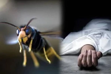 குளவி கொட்டுக்கு இலக்காகி வயோதிப பெண் ஒருவர் பலி