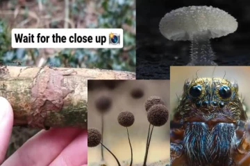 viral video: இந்த உயிர்களை close up- இல் பாத்துருக்கிங்களா? வியக்க வைக்கும் காட்சி!