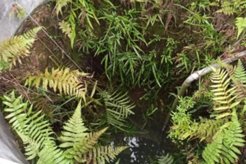 අම්මා ළිඳට විසි කළ තුන් හැවිරිදි දැරිය පාසල් සිසුන් බේරාගනී.."(PHOTOS)