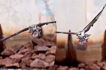 Viral Video: ஒற்றை மீனுடன் கழுகின் விமான பயணம்... மெய்சிலிர்க்க வைக்கும் காட்சி