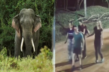 நூலிழையில் காட்டு யானையிடமிருந்து தப்பிய வெளிநாட்டு சுற்றுலாப் பயணிகள்!