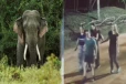 நூலிழையில் காட்டு யானையிடமிருந்து தப்பிய வெளிநாட்டு சுற்றுலாப் பயணிகள்!