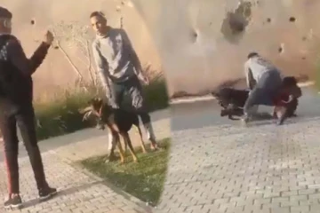 வம்பிழுத்த நபரை புரட்டி எடுத்த நாய்! இந்த தண்டனை தேவையா?