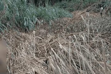 பாலத்திலிருந்து பாய்ந்த பெண் சடலமாக மீட்பு