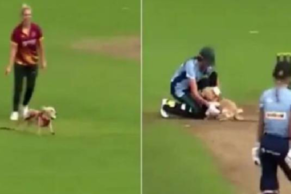 கிரிக்கெட் போட்டியின்போது மைதானத்துக்குள் புகுந்த நாய்.... பாதியில் நிறுத்தப்பட்ட ஆட்டம் | Cricket Match Stop Dog Entered Ran Away With Ball