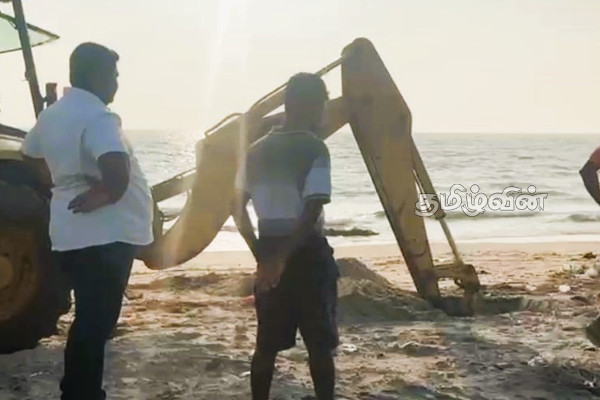 கரையொதுங்கும் விலங்குகளின் உடல்.. மன்னாரில் ஆடு - மாடு இறைச்சி விற்பனைக்கு தடை | Herd Cows Ashore Dead Being Swept Away Flood