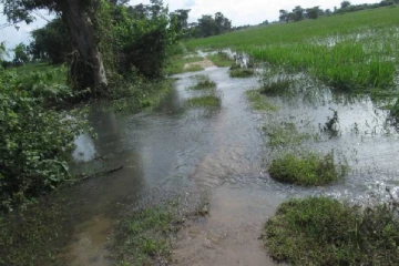 மட்டக்களப்பு மாவட்டத்தில் தொடர்ச்சியாக பெய்த அடைமழை காரணமாக விவசாய நிலங்கள் பாதிப்பு