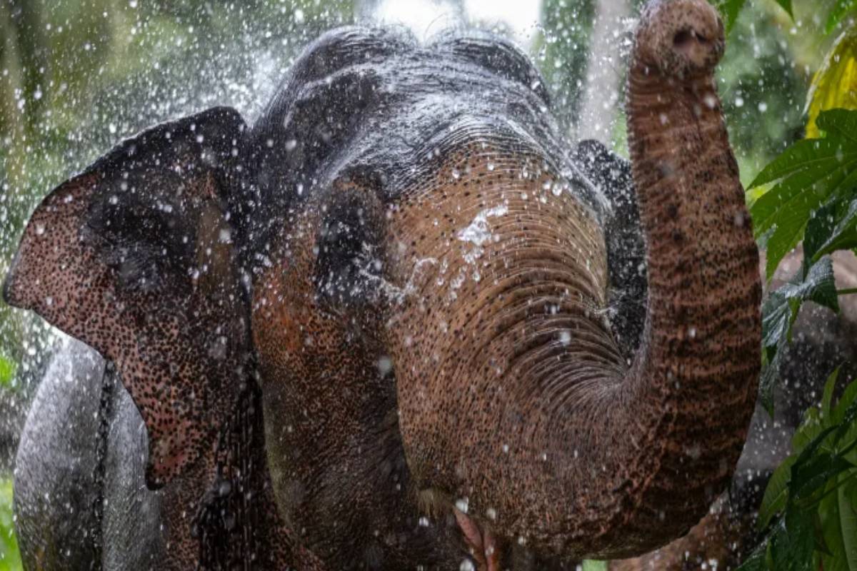 சம்மாந்துறையில் காட்டு யானை அச்சுறுத்தல்! விசனம் தெரிவித்த மக்கள் | Wild Elephant Threat In Sammanthurai