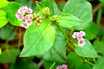 கடினமான நோய்களையும் விரட்டி அடிக்கும் கீரை! வாரத்தில் 2 நாட்கள் தவறாமல் எடுத்து கொள்ளுங்கள்