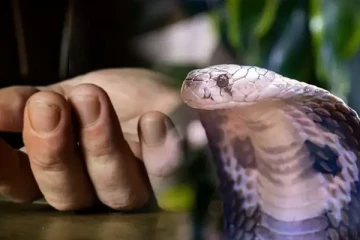 மட்டக்களப்பில் குடும்பஸ்தர் ஒருவர் பாம்பு தீண்டி உயிரிழப்பு