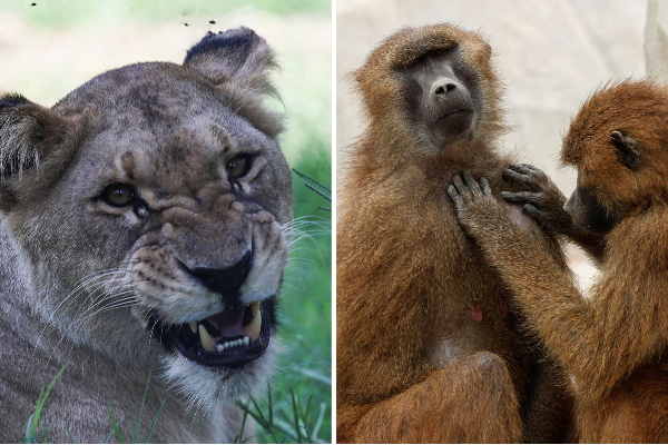 zoo kill baboon to feeding lions viral in Germany