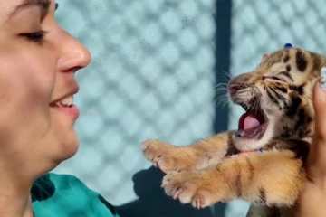 பார்வையாளர்களை வெகுவாக கவர்ந்த அரிய வகை புலிக் குட்டி