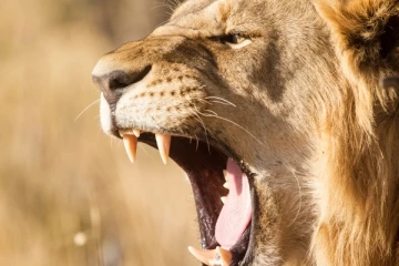 கூண்டுக்குள் இறங்கி சிங்கக் குட்டியை திருட முயன்ற நபருக்கு நிகழ்ந்த பயங்கரம்...