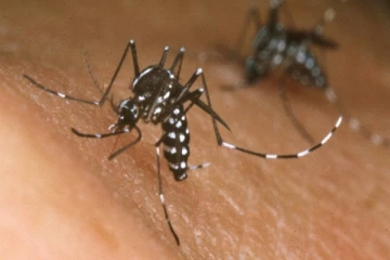 நுளம்புகளுக்கு எமனாக மாறிய மனித இரத்தம் ; ஆய்வில் வெளியான தகவல்