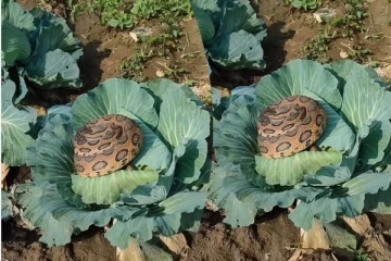 Viral Video: முட்டைக்கோஸில் சுருண்டு படுத்திருக்கும் பாம்பு!... பதற வைக்கும் காட்சி