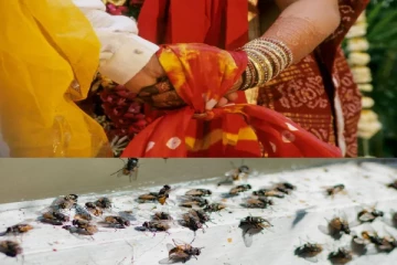 ஈக்களால் நின்றுபோன நிச்சயதார்த்தம் ; கிராமத்தை காலி செய்யும் மக்கள்! எங்கு தெரியுமா?