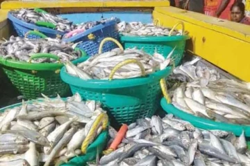 இலங்கையில் மீன்களின் விலையில் ஏற்பட்டுள்ள பாரிய மாற்றம்!