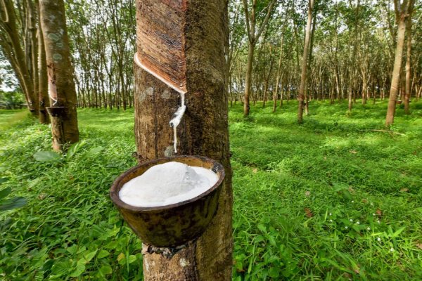 ட்ரம்பின் வரியால் இலங்கைக்கு நேரடி பாதிப்பு: உலக வங்கி எச்சரிக்கை! | Sri Lanka Economy Affected By Trump Tariffs