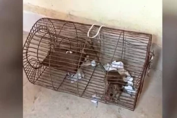 மதுபாட்டில்களை சூறையாடிய எலிகள்: கைது செய்து நீதிமன்றத்தில் ஆஜர்படுத்திய பொலிஸ்