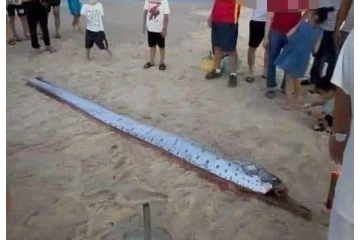 வெளிநாடொன்றில் கரையொதுங்கிய இராட்சத மீன்