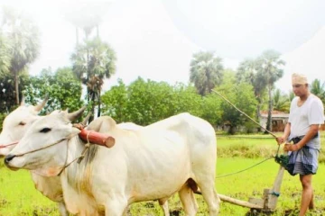 ஊழல் குற்றச்சாட்டை மறைக்க சுமந்திரன் போடும் வேடம்! முன்வைக்கப்படும் குற்றச்சாட்டுக்கள்