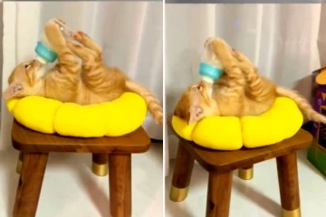 அண்ணாந்து படுத்து கொண்டு பால் குடிக்கும் பூனை! அந்த கூத்தை நீங்களே பாருங்க..