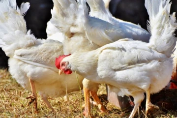 கனடாவில் 27,000 கோழிகள் உடல் கருகி பலி