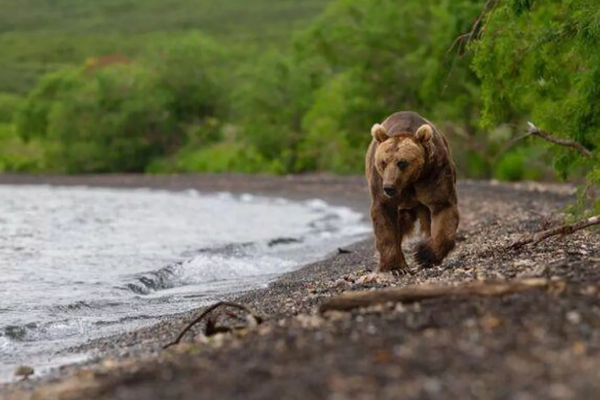 கரடிகளுக்கு இரையான இளம்பெண்: மகளின் கதறலை மொபைலில் கேட்டு தவித்த தாய் | Teen Killed By Bear Mom Hears Scream In Phone கரடிகளுக்கு இரையான இளம்பெண்: மகளின் கதறலை மொபைலில் கேட்டு தவித்த தாய் | Teen Killed By Bear Mom Hears Scream In Phone