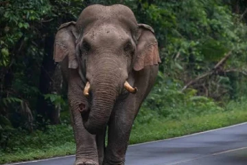 இரணைமடுவில் யானையின் தாக்குதலுக்கு இலக்காகி ஒருவர் படுகாயம்