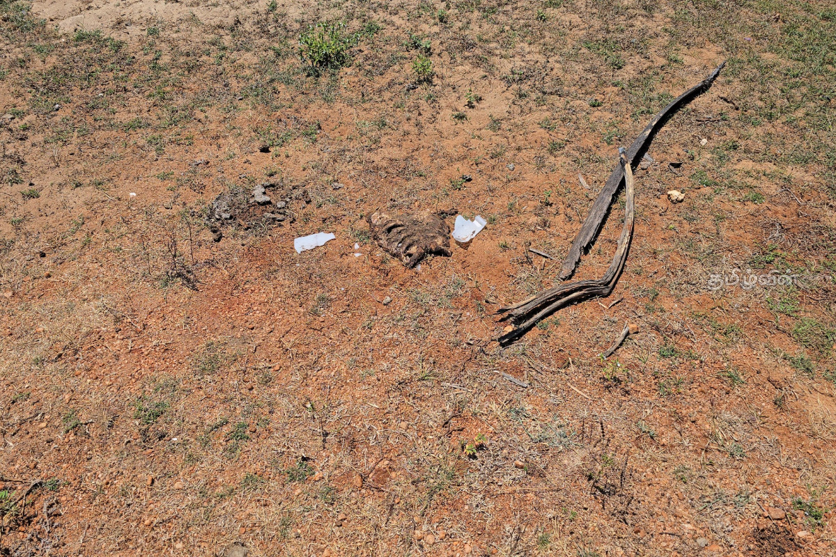 வீதியில் வீசப்படும் மனித உடல் பாகங்கள்! மன்னார் நகரசபை தவிசாளர் அதிரடி நடவடிக்கை | Human Body Parts Thrown On The Street