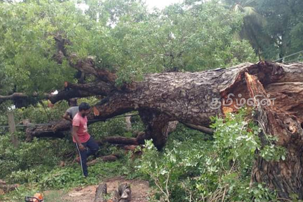 யாழ். நகரில் முறிந்து விழுந்த பழமையான மரம் (Photos) | The Oldest Fallen Tree In Jaffna