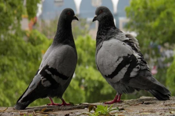 வீட்டில் அதிகமா புறா வளர்ப்பவரா நீங்கள் ? அப்போ இந்த ஆபத்து வராது