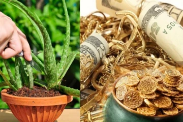 கற்றாழை செடியை வீட்டின் எந்த திசையில் வைத்தால் செல்வம் செழிக்கும்ன்னு தெரியுமா?