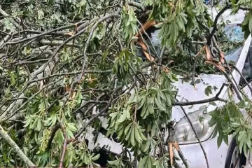 கண்டியில் மரம் முறிந்து வீழ்ந்து இருவர் காயம்