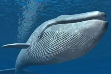 திமிங்கலத்தை தெய்வமாக வணங்கும் மக்கள்: பின்னணியில் பகீர் காரணம்