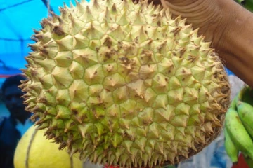 குப்பையில் தூக்கி வீசும் துரியன் பழத் தோலில் தயாராகும் ஆண்டி-பேக்டீரியல் பேண்டேஜ்.... வியக்க வைத்த விஞ்ஞானிகள்