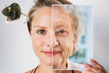 80 வயது முதியவரை 26 வயது இளைஞராக மாற்றலாம்: எலிகளின் மீதான சோதனையில் விஞ்ஞானிகள் நம்பிக்கை