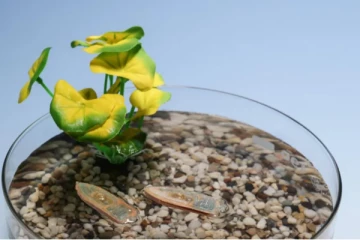 மீன் உணவில் தயாரிக்கப்படும் ரோபோக்கள்: சுவிஸ் ஆய்வாளர்களின் ஆச்சரிய கண்டுபிடிப்பு