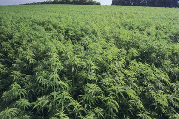 ஏக்கர் கணக்கில் கஞ்சா பயிர் செய்கை; முற்றுகையிட்ட பொலிஸார் | Police Raid Acres Of Cannabis Cultivation