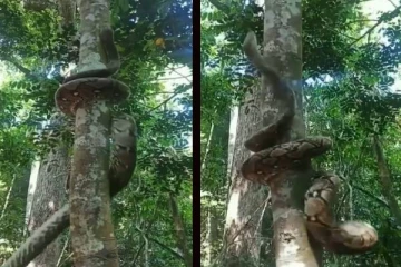 உயரமான மரத்தில் அசால்ட்டாக ஏறும் பாம்பு... பீதியை கிளப்பும் காட்சி!